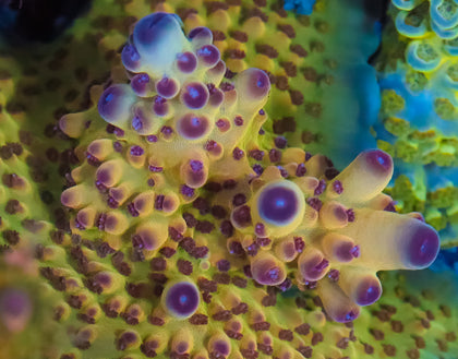 818'S NORTHERN LIGHTS GRANULOSA