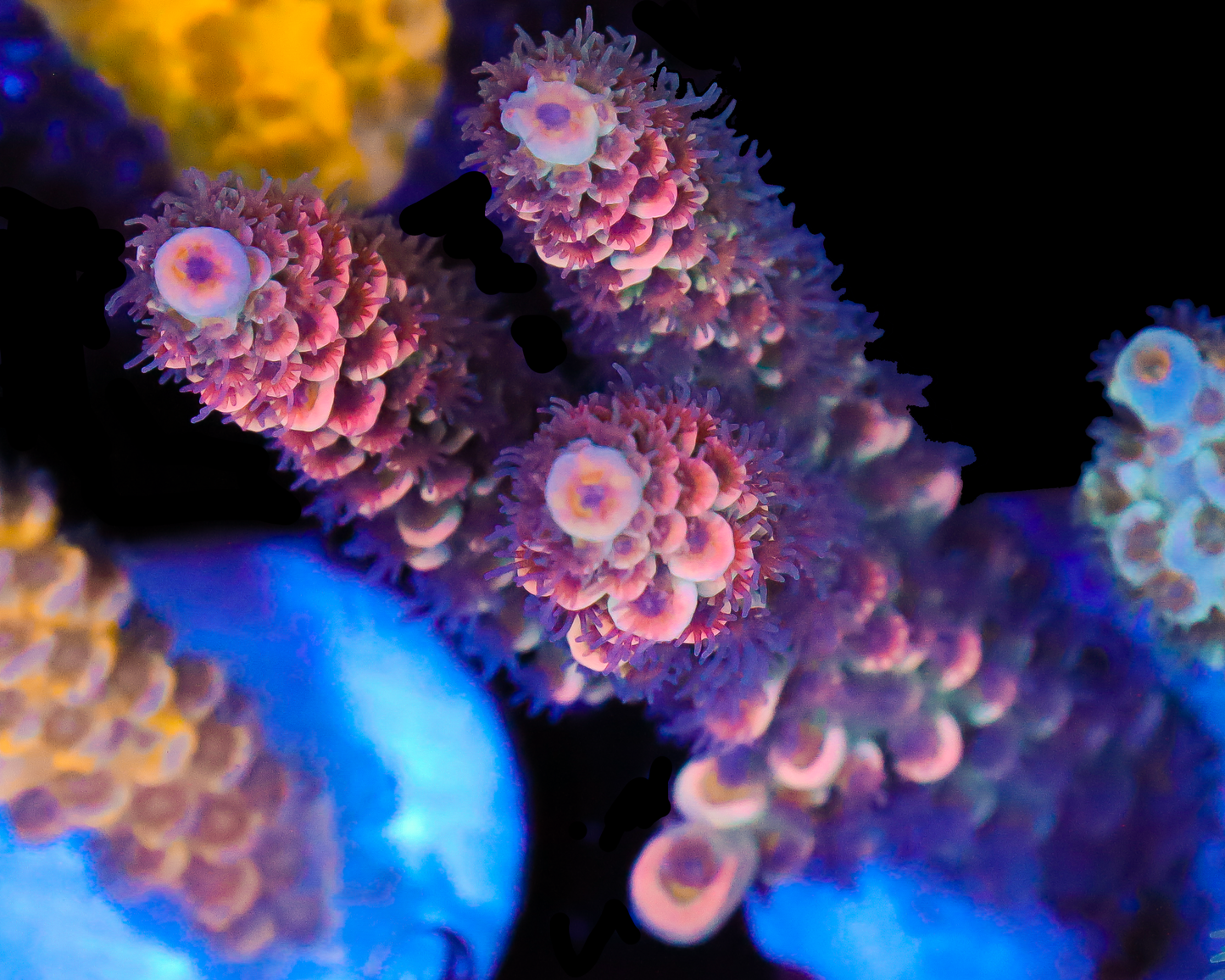 818'S CLOWN SHOES TENUIS CHUNKY