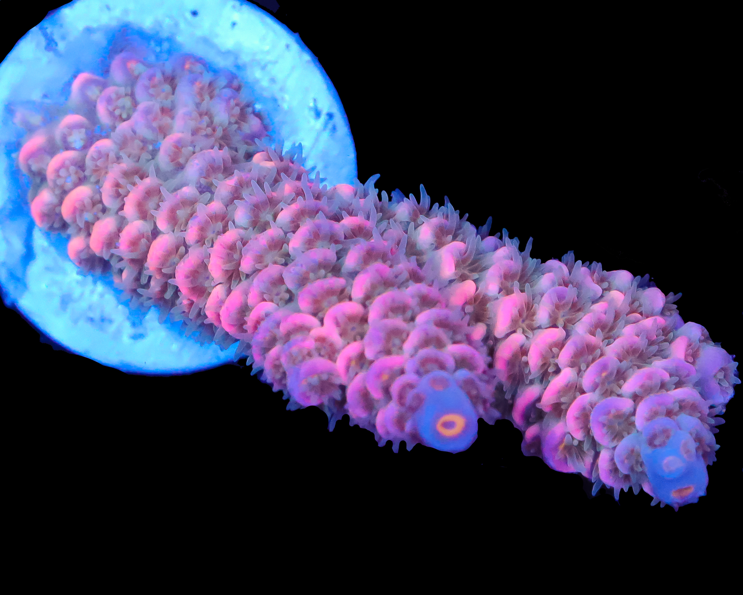 818'S PINKBERRY TENUIS