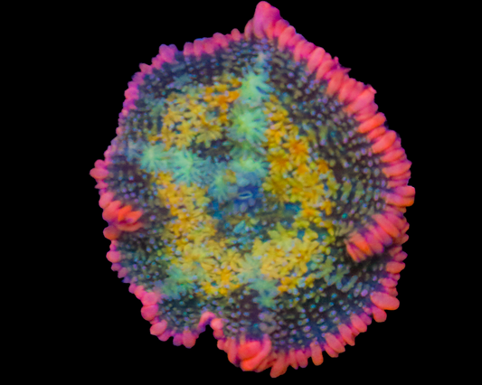 AQUACULTURED RAINBOW FRANK MUSHROOM 1.5"