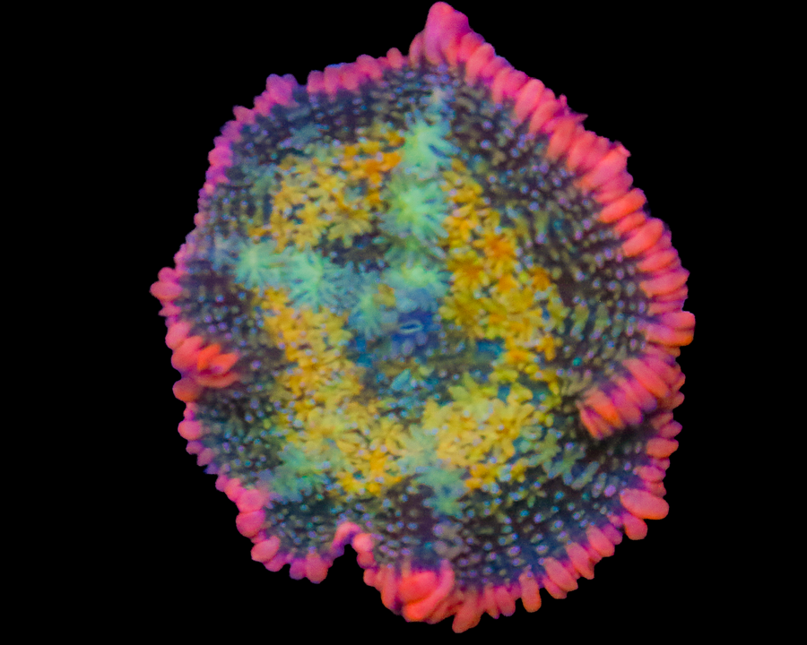 AQUACULTURED RAINBOW FRANK MUSHROOM 1.5"