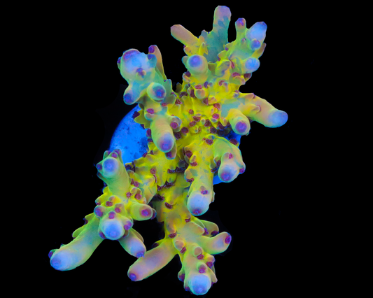 818'S PSYCLONE LOKANI CHUNK SUPER HOT NEW RELEASE