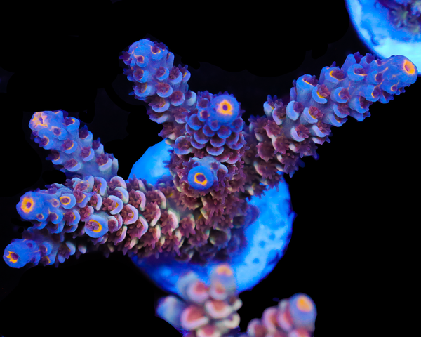 818'S RED VELVET TENUIS NEW RELEASE