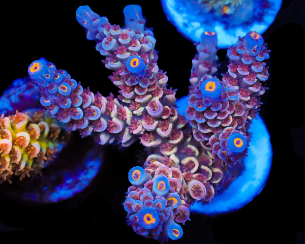 818'S RED VELVET TENUIS NEW RELEASE