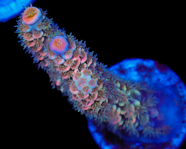 818'S JET FUEL TENUIS