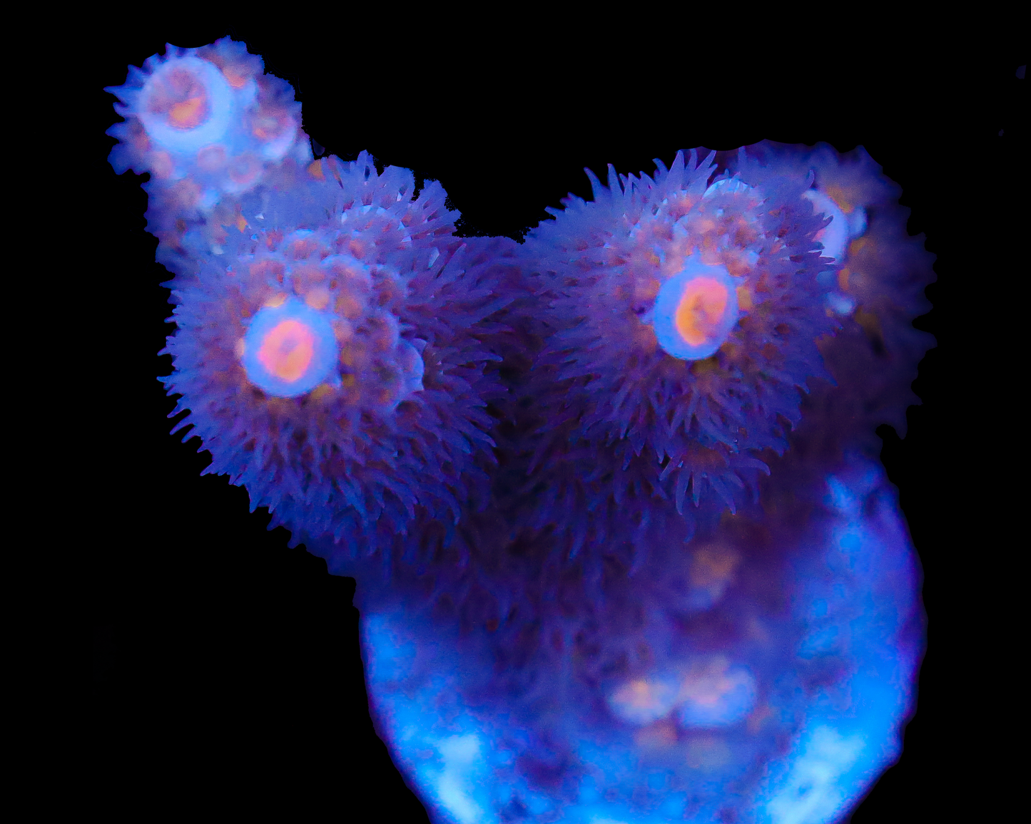 818'S FUZZBALL TENUIS