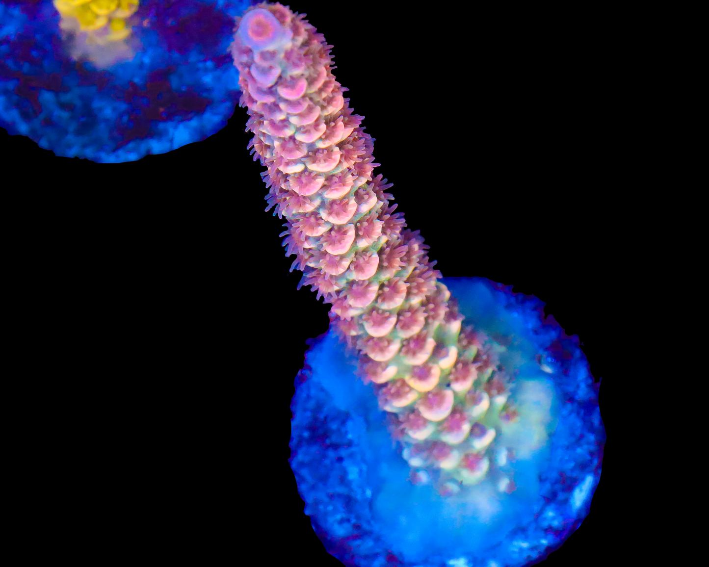 818'S RED RUM TENUIS