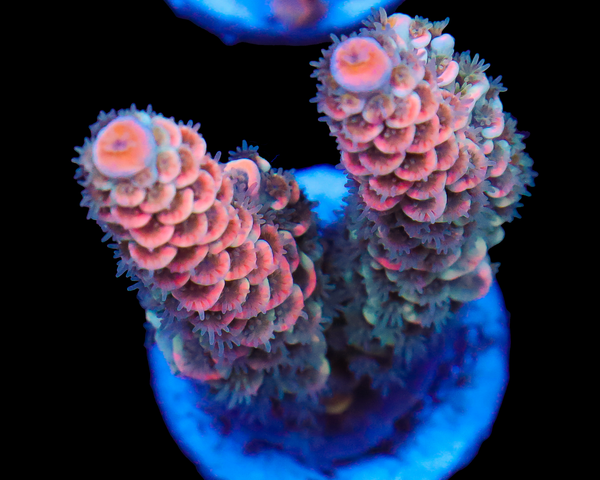 818'S WHITE FIRE TENUIS