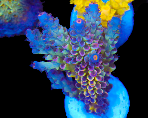 818'S SIERRA MIST TENUIS NEW RELEASE