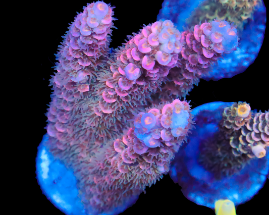 818'S PIINKBERRY TENUIS HUGE CHUNK