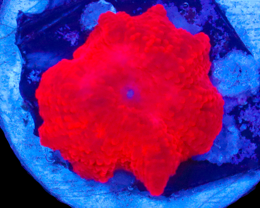 ALL RED ECLECTUS AQUACULTURED