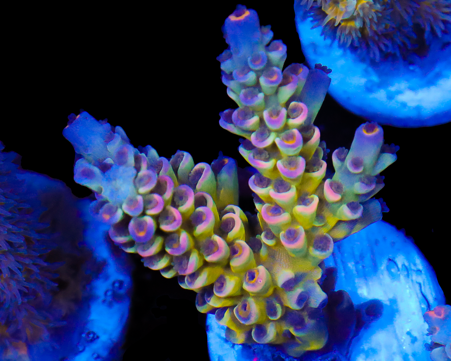 818'S SIERRA MIST TENUIS