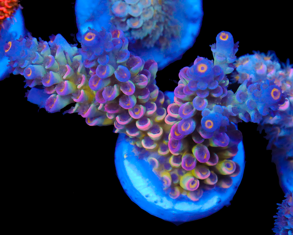 818'S SIERRA MIST TENUIS NEW RELEASE