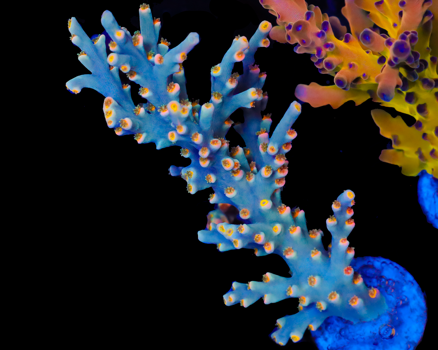 818'S BIG WAVE SPECIOSA XL MINI COLONY