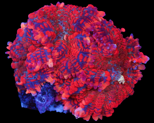 ULTRA ALL AQUACULTURED RHODACTIS 3 POLYP