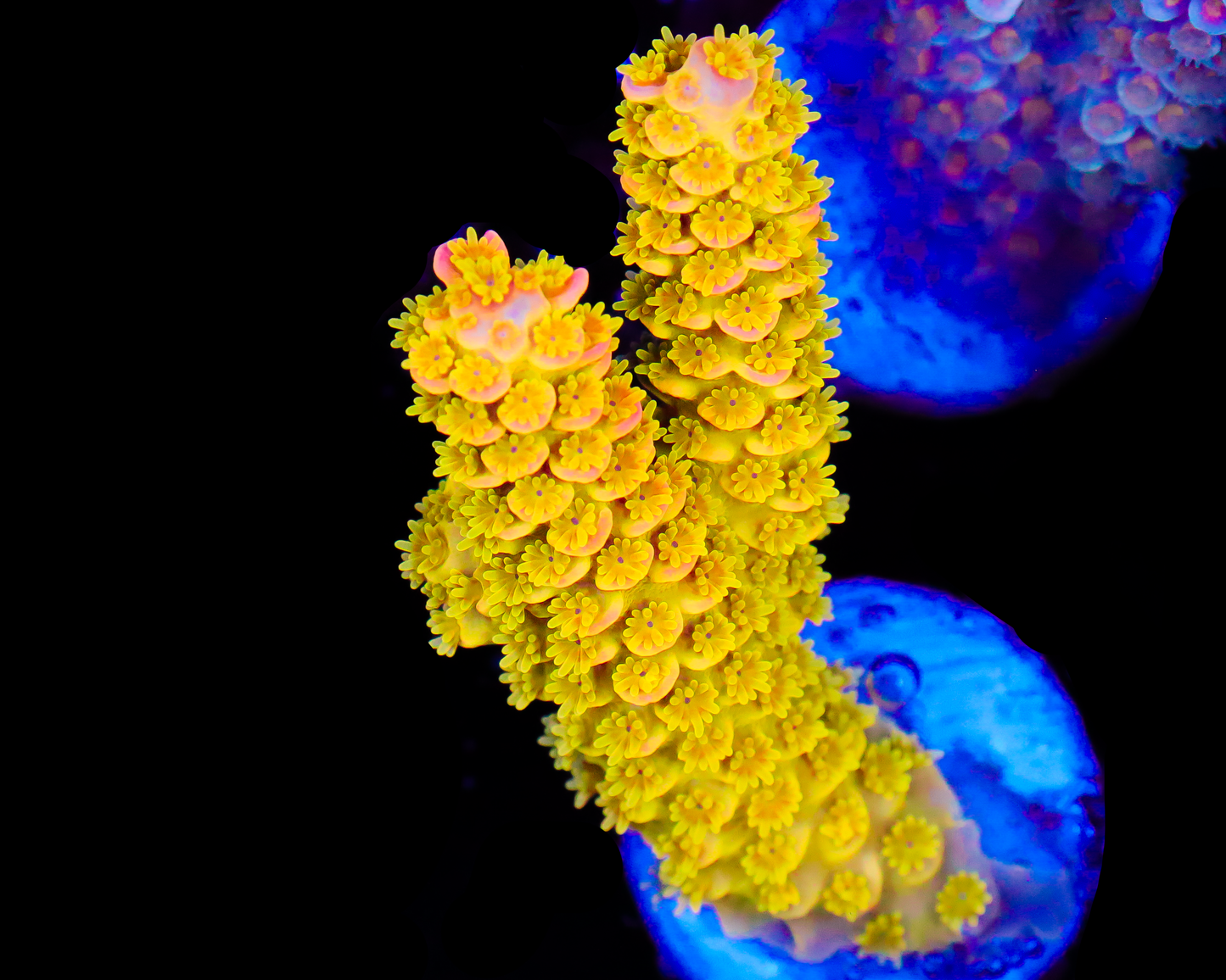 818'S RADIOACTIVE TENUIS CHUNKY