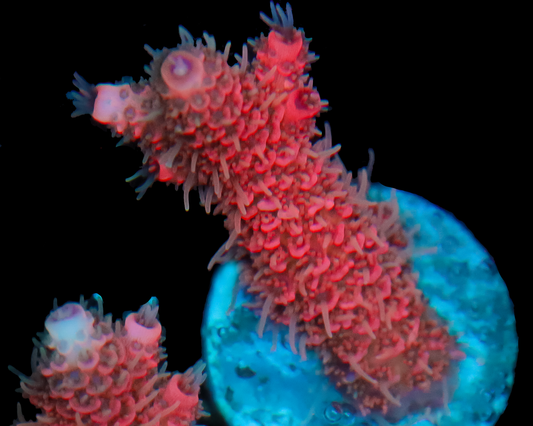 818'S FLAMETHROWER MILLIE