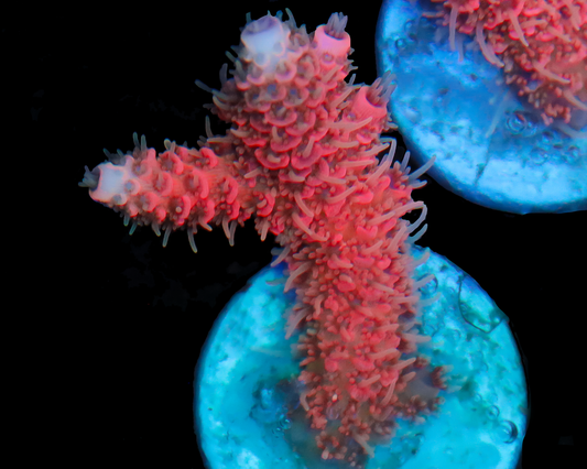 818'S FLAMETHROWER MILLIE