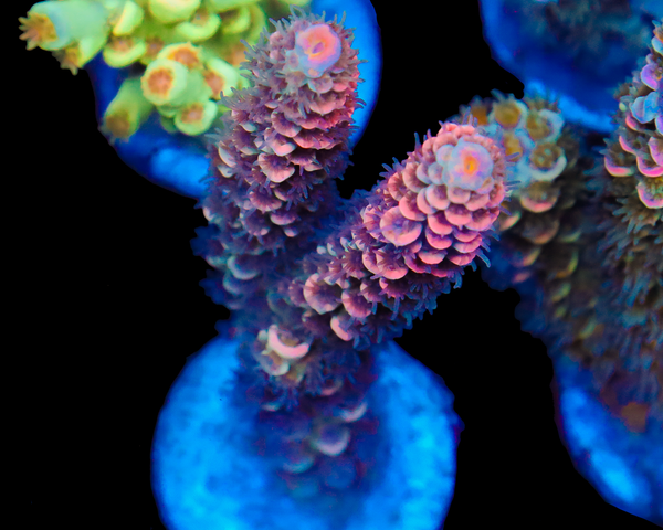 818'S CLOWN SHOES TENUIS