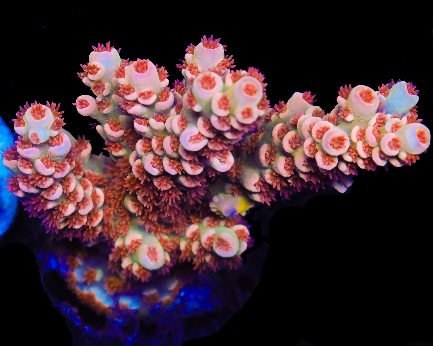 818'S RED EYE TENUIS CHUNK