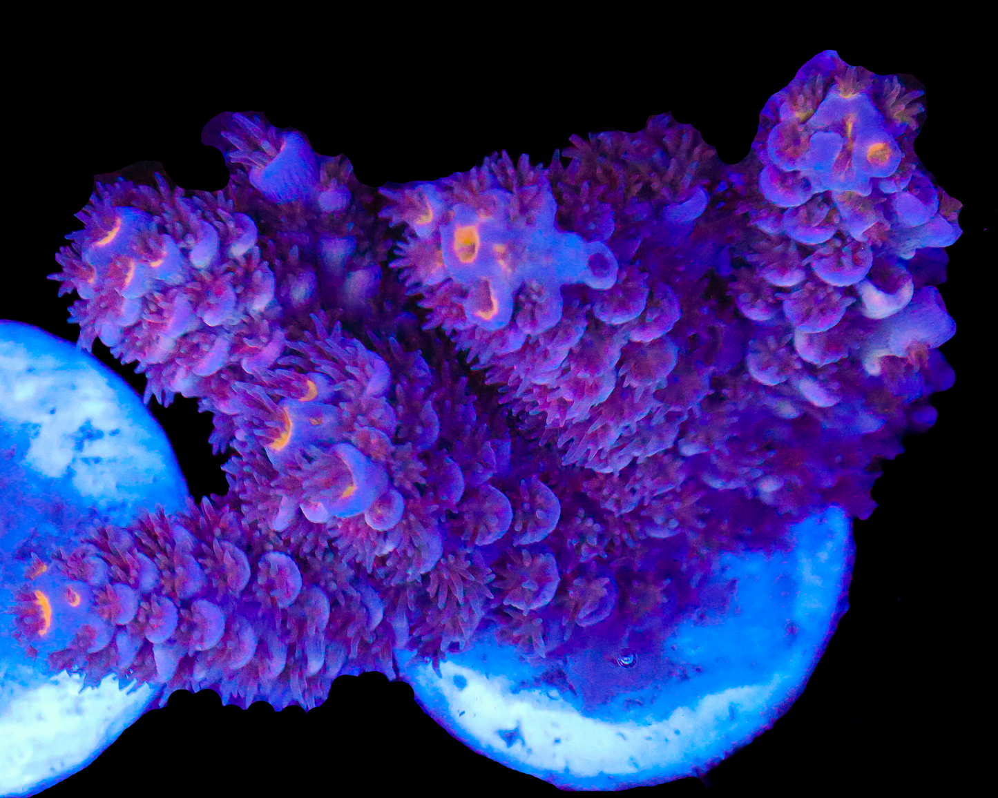 818'S PURPLE PANTHER TENUIS CHUNKY