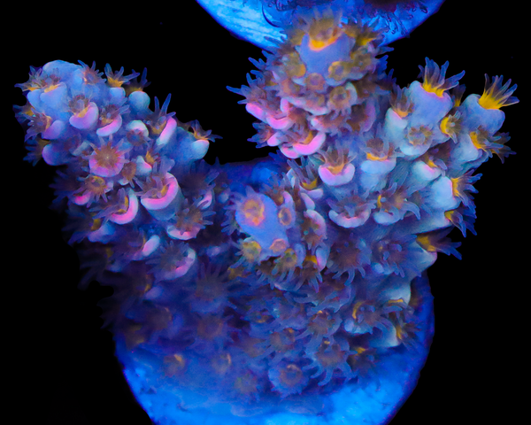 818'S GODS GIFT TENUIS