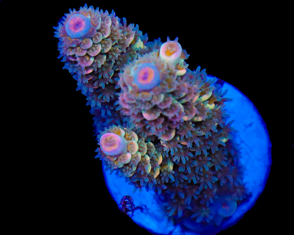 818'S KIWI CRUSH TENUIS