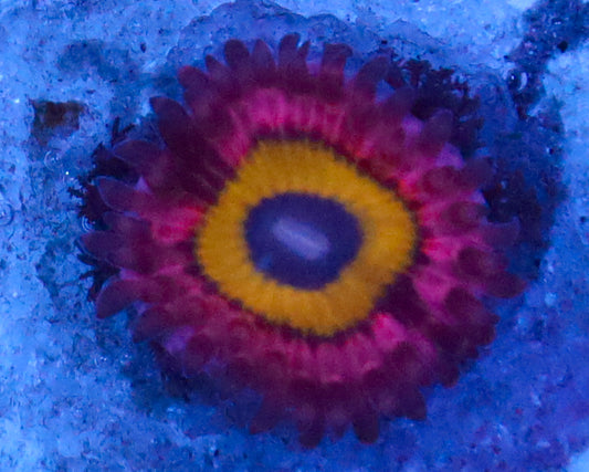 CHUCKIES BRIDES ZOAS