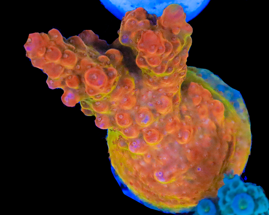 818'S STARBURST ACRO