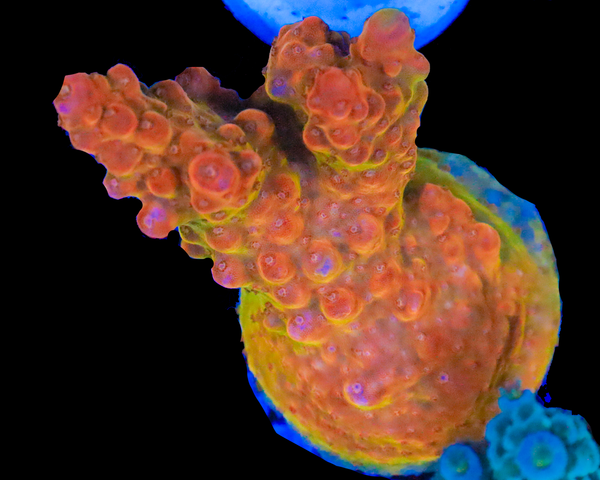 818'S STARBURST ACRO