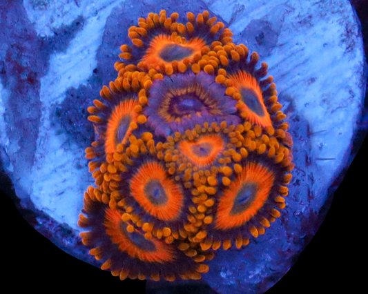 SCRAMBLED EGG ZOAS