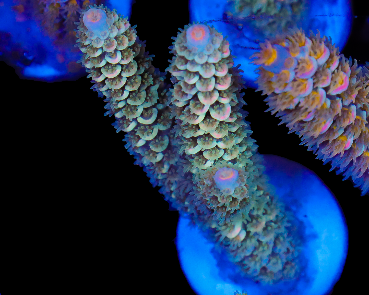 818'S SPEARMINT RHINO TENUIS