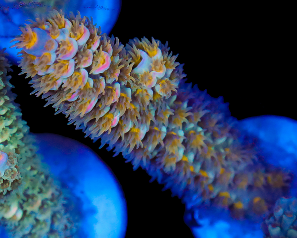 818'S SUPERNOVA TENUIS