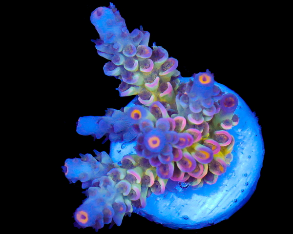 818'S SIERRA MIST TENUIS