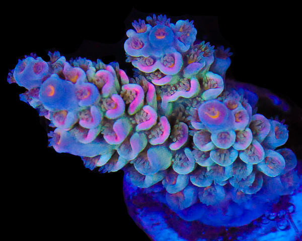 818'S BLUE RUNTZ TENUIS