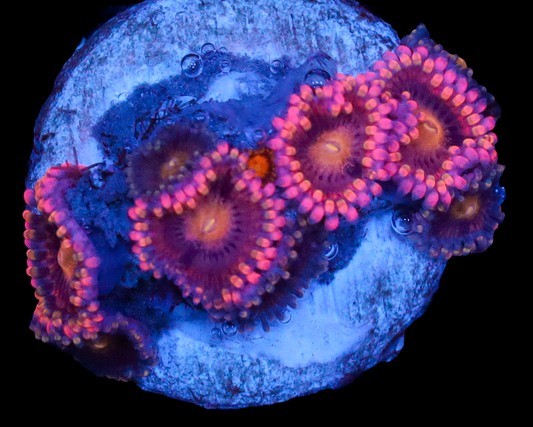 BOZOS BIRTHDAY ZOAS