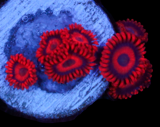 RED OXIDE ZOAS