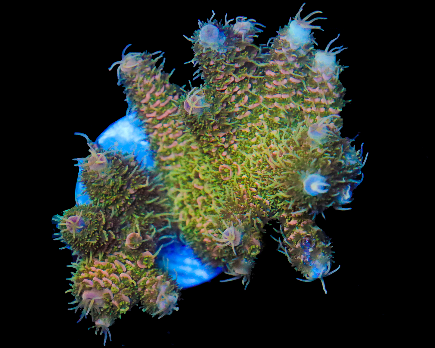 MULTICOLOR MILLIE CHUNKY