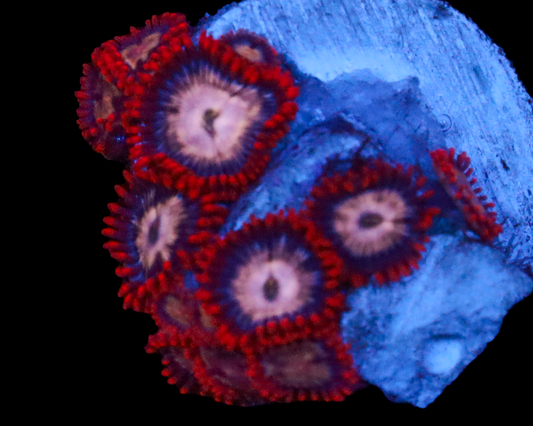 MULTICOLOR ZOAS