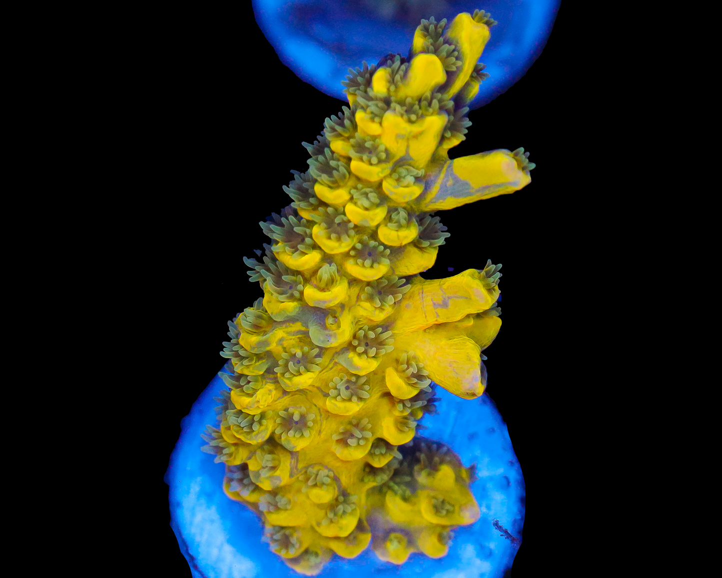 818'S PINEAPPLE SPLICE GRAFTED TENUIS