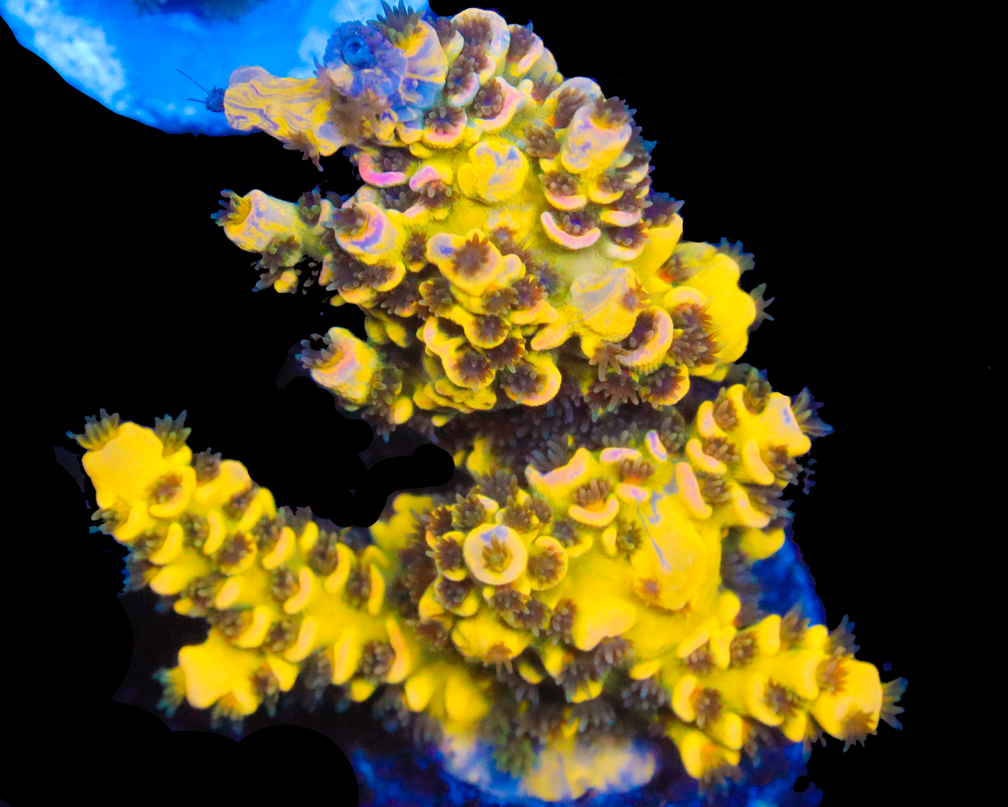 818'S BLUEBERRY SPLICE TENUIS AWESOME FRAG