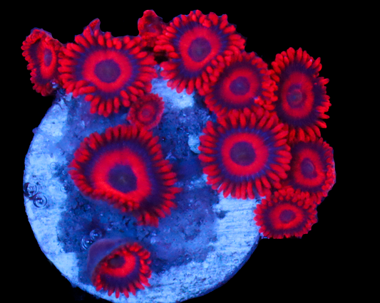 RED OXIDE ZOAS