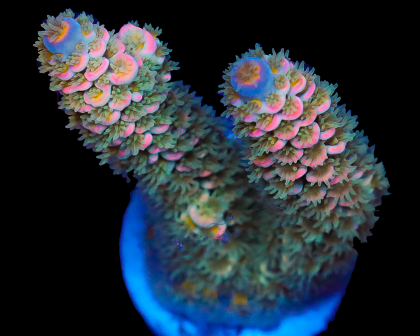 818'S VICTORIA SECRET TENUIS