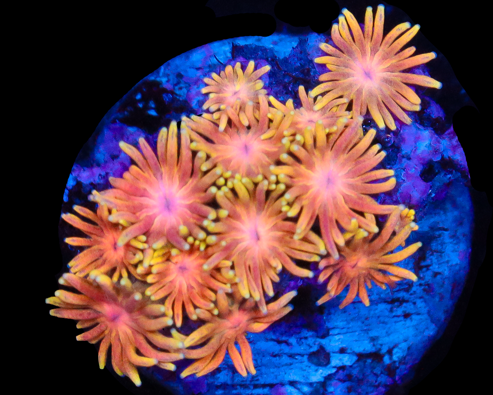 818'S TROPICAL FLAME GONI