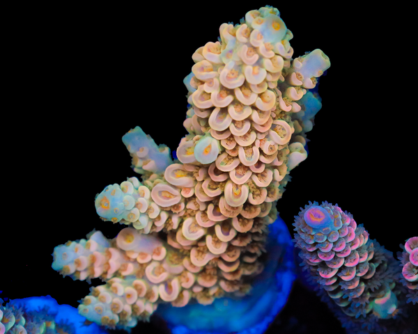 818'S SCORPION TENUIS