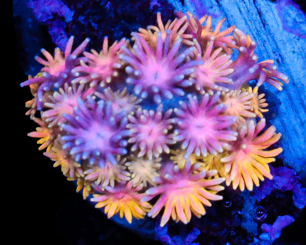 818'S PURPLE STICKY PUNCH GONI