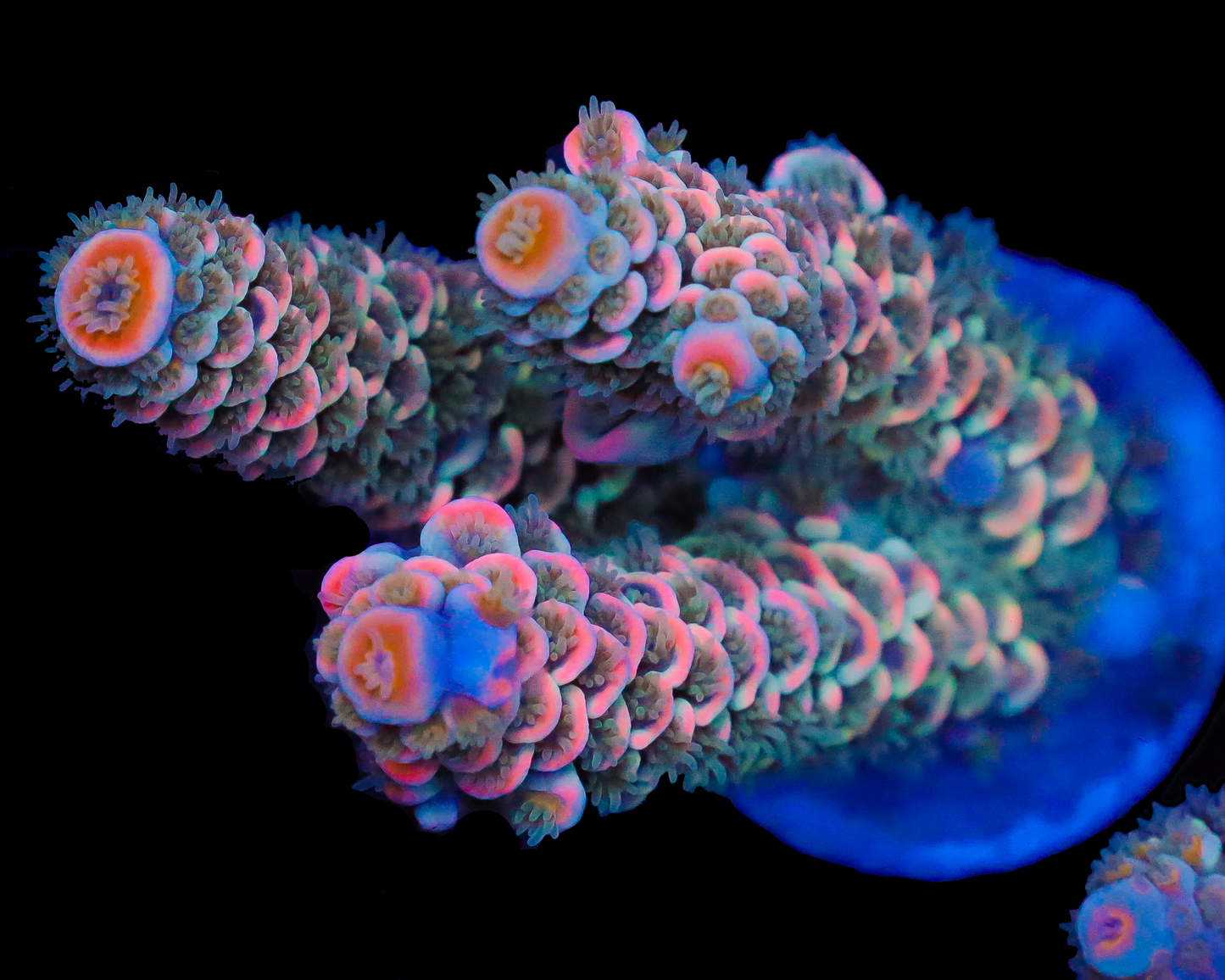 818'S PSYCHO TENUIS CHUNK SUPER HOT