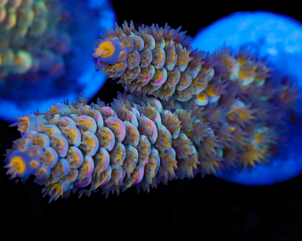 818'S SUPERNOVA TENUIS