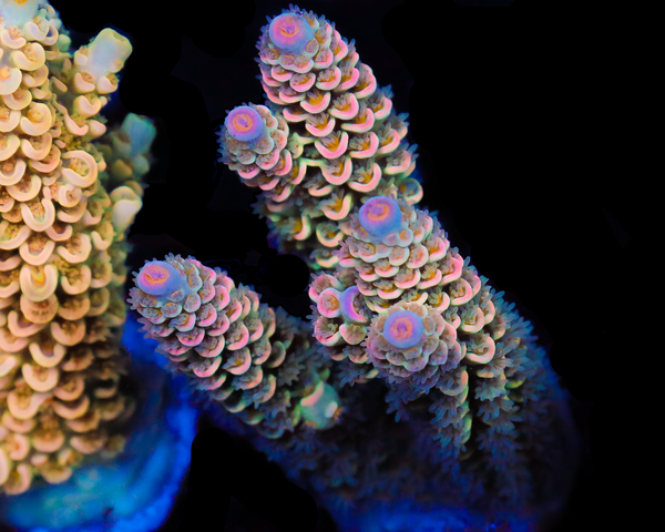 818'S SUMMERTIME SADNESS TENUIS CHUNK