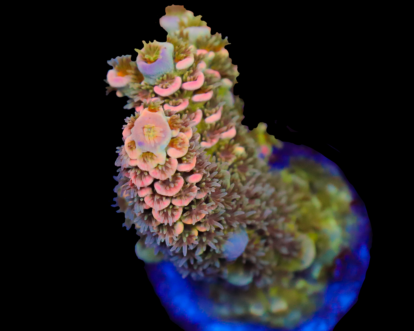 818'S RAINBOW SHERBERT TENUIS